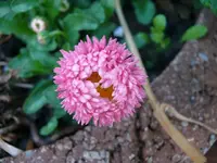 k-P1080838.webp