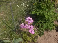 HPIM1405.webp