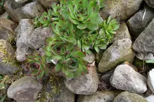 SAM_0595.webp