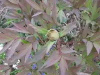 Knospe.webp