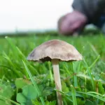 pilz.webp