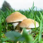pilzzwillling.webp