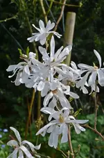 DSC_4331.webp