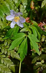 DSC_4342.webp