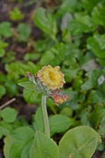 DSC_4328.webp