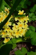 DSC_4343.webp