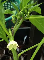Cayenne.webp