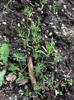 Dill.webp