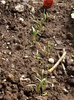 Fenchel.webp