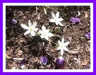 003.webp