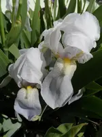 SAM_4942.webp