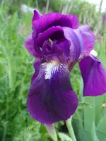 SAM_4952.webp