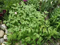 SAM_4940.webp