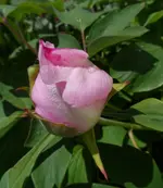 SAM_4941.webp