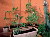 DSCN5227.2.webp