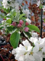 DSCN5231.2.webp