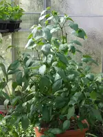 DSCF3750.webp