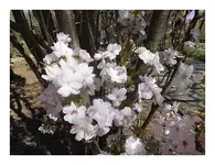 046.webp