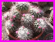 114.webp