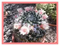 110.webp