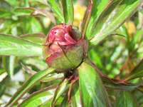 CIMG0134.webp