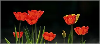 Tulpen im Gegenlicht (2) (Kopie).webp