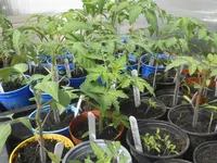 DSCN2232.webp