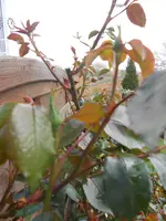 DSCN2255.webp