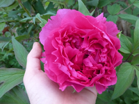 P1340858.webp