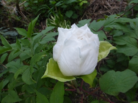 P1340860.webp