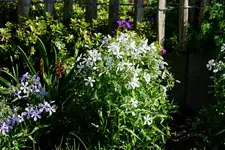 Waldphlox weiß und blau.webp