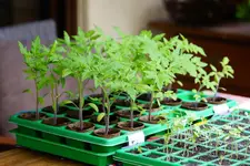 Sigi's Tomaten.webp