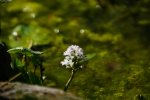 Im Teich blühen nicht nur Algen.jpg