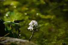 Im Teich blühen nicht nur Algen.webp