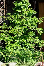 Kletterhortensie kurz vor der Blüte.webp