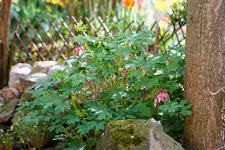 Tränendes Herz rosa obwohl umgepflanzt, treibt es mächtig.webp