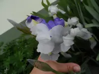 SAM_4965.webp
