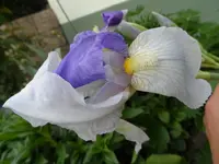 SAM_4966.webp