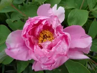 SAM_4962.webp