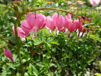 P1340745.webp