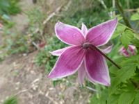 P1340500.webp