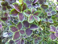 P1340260.webp