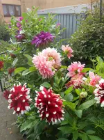 DSCN1861.webp