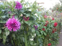 DSCN1913.webp
