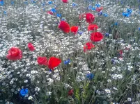 042.webp