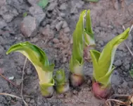 Forum Hosta 2015_04_20_40D_00058.webp