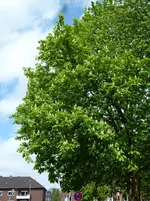1P1050897.webp