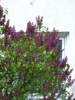 1P1060104.webp