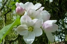 Apfel Westfälischer Güldering.webp