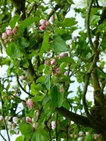 Apfelblüte.webp